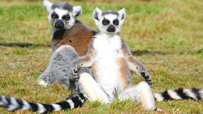 Ring-tailed lemurs