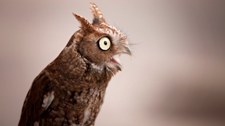 screech owl