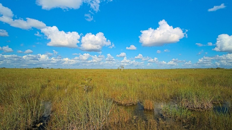 Swamp grass and some shallow water as seen from the Pa-Hay-Oke trail in Everglades National Park, Florida.