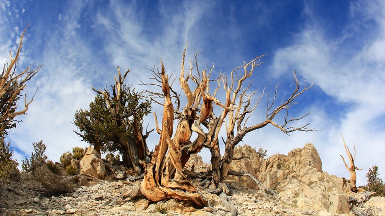 Bristlecone pine along Methuselah trail in Inyo National Forest, California