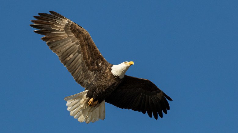 bald eagle flying