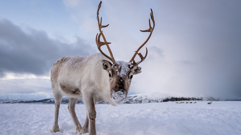 Reindeer