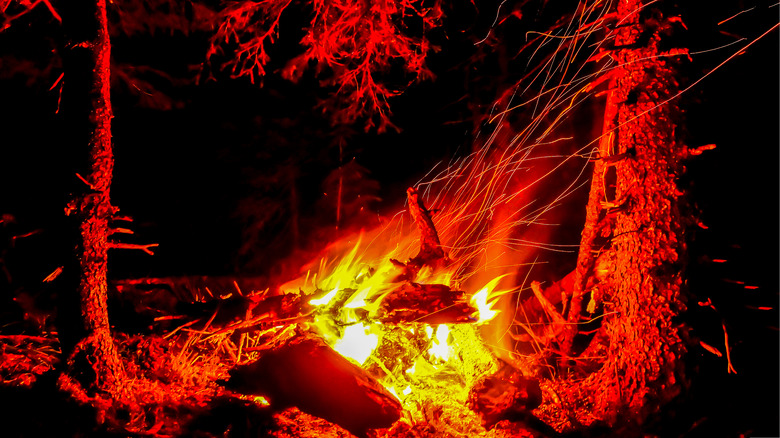 campfire in the forest