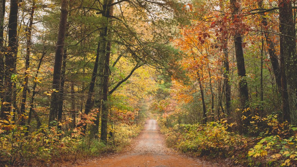 Chattahoochee National Forest