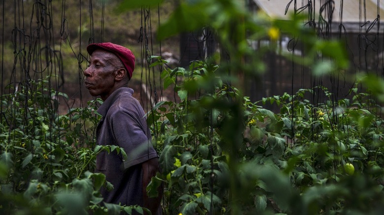 Jamaican man growing vegetables