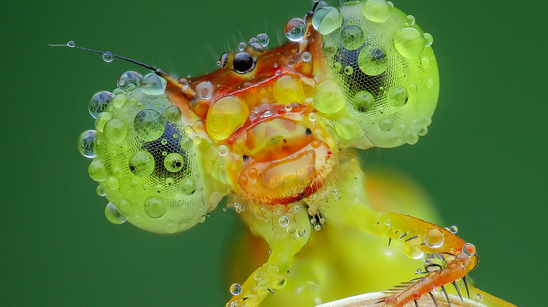 Closeup of a damselfly