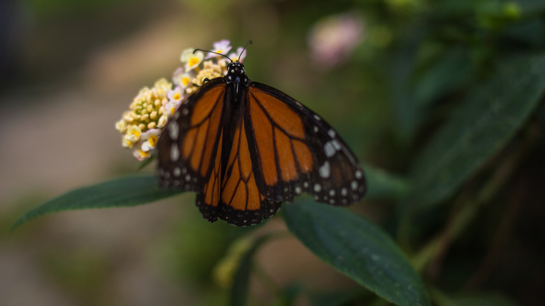 A monarch butterfly rests on a flower