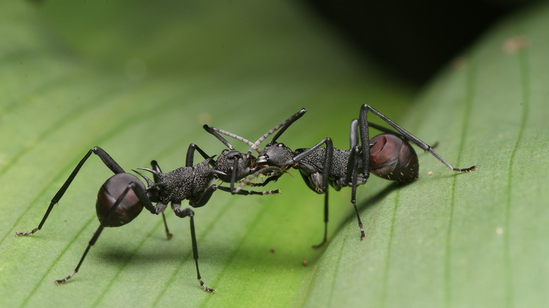 Queen ant battle