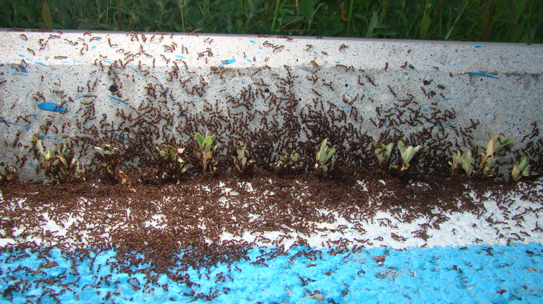 ant reproduction