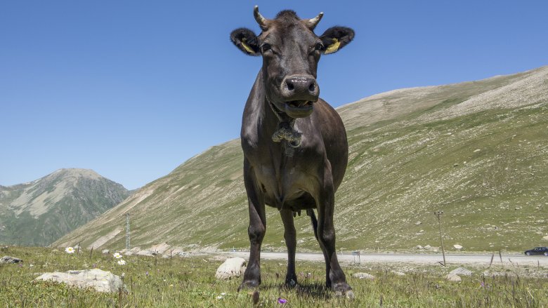 a cow in a pasture