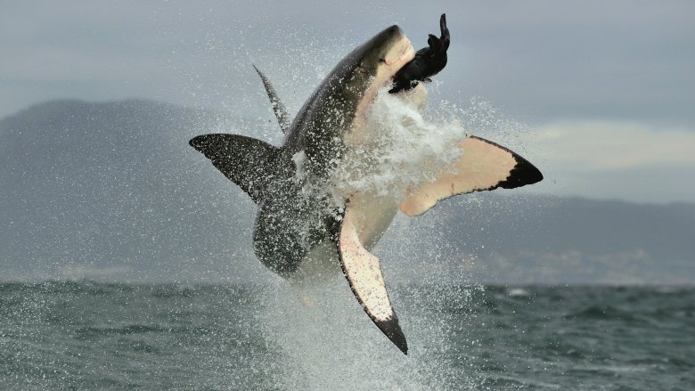 Shark jumping out of water