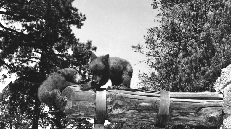 Smokey Bear playing with another cub