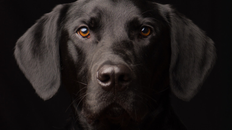 black lab