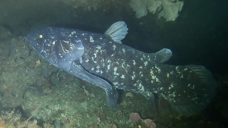 coelacanth