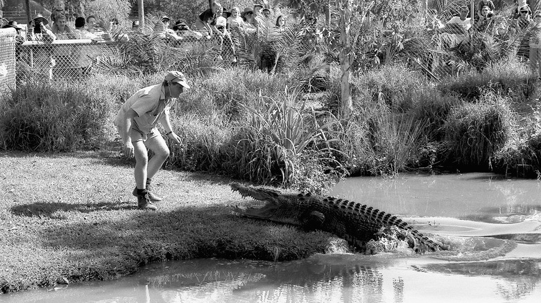 Steve Irwin approaches crocodile