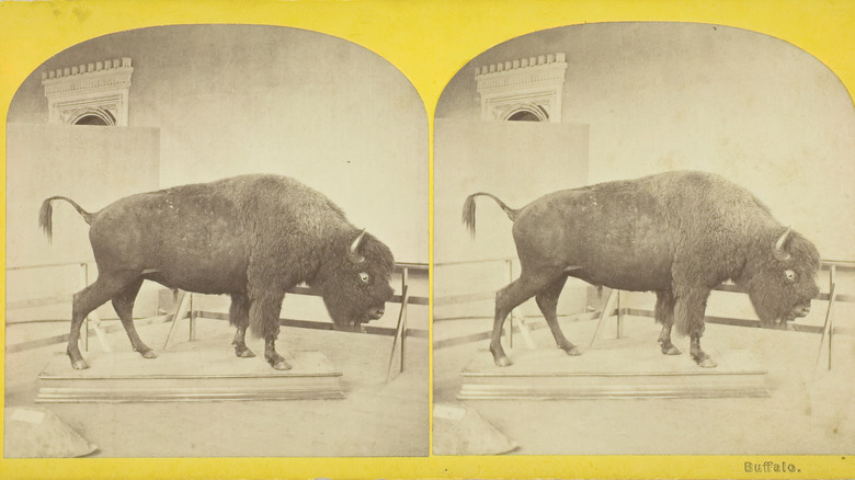 Stuffed bison at Smithsonian 1873