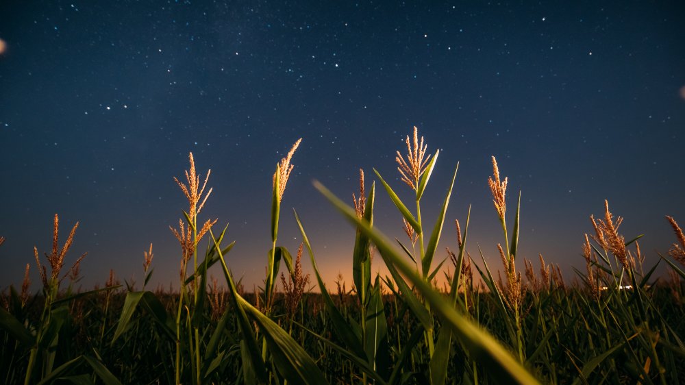 corn field