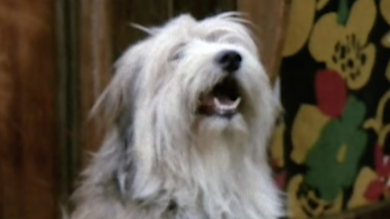 Tiger the dog in The Brady Bunch