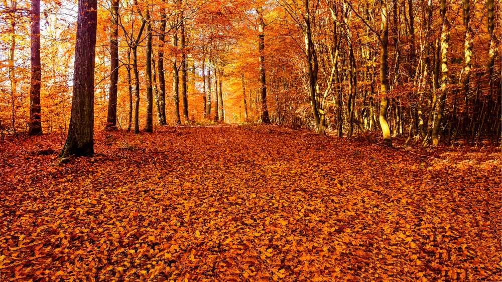 Woods in autumn