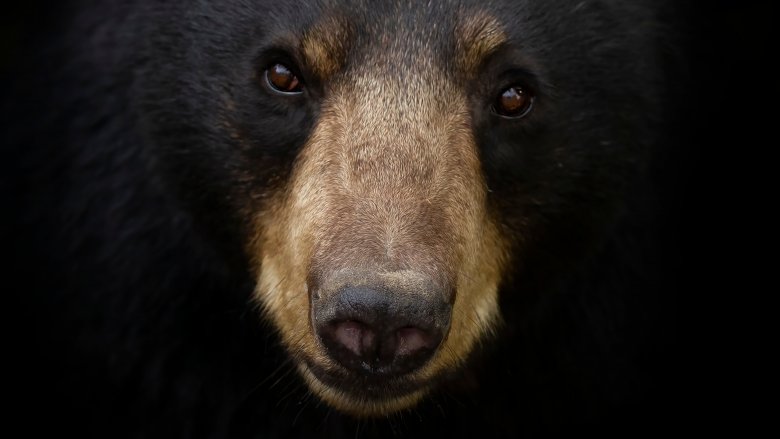 Black bear