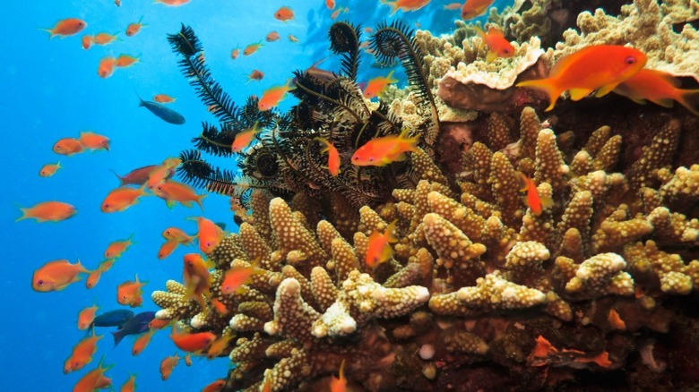 Coral soldier fish Great Barrier Reef