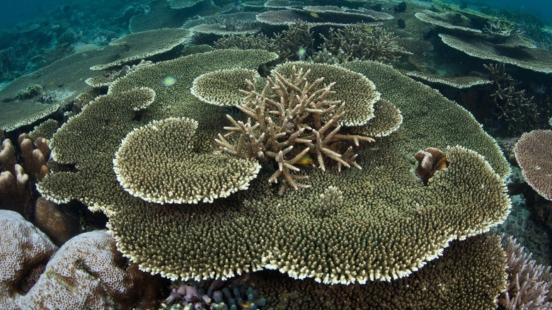 Branching and plating Acropora corals