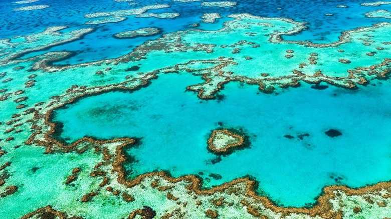 The Untold Truth Of The Great Barrier Reef