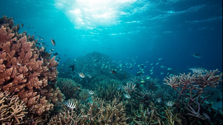 Underwater view of a coral reef