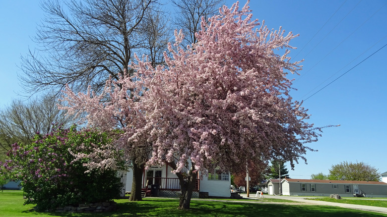 building and tree in new albin