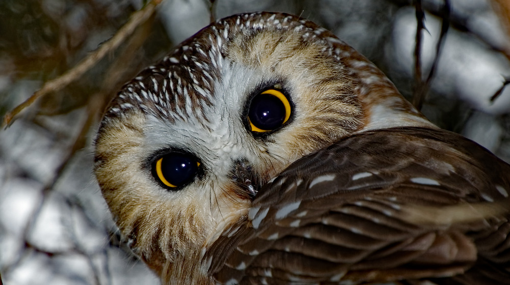 Saw-whet owl