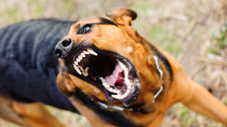 Attack dog showing teeth