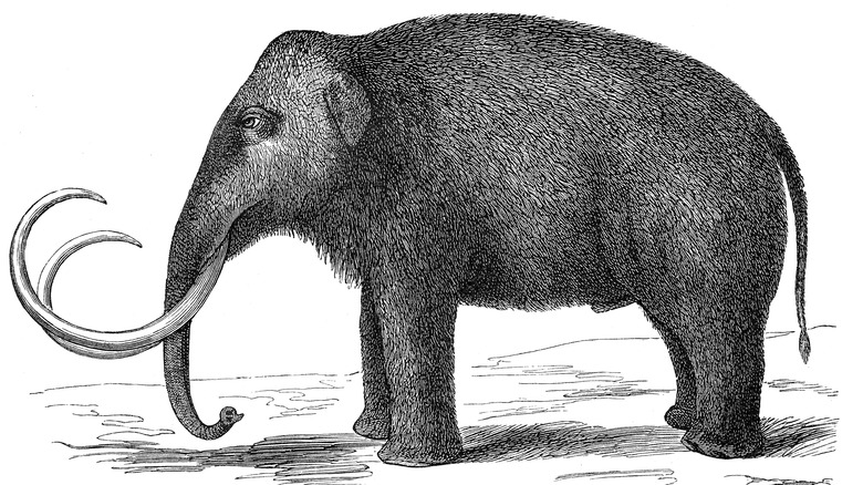 early drawing of a woolly mammoth