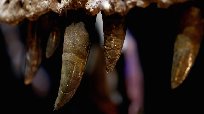 close-up of tyrannosaurus rex teeth