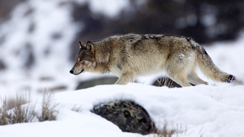 one of Yellowstone's gray wolves