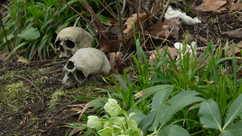 skulls in the forest