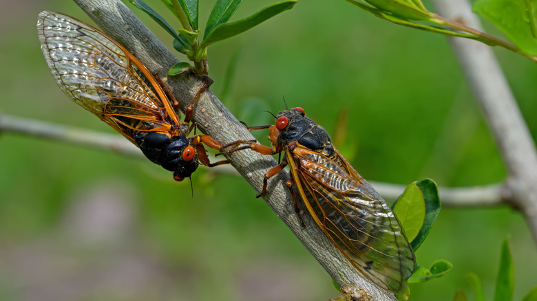 two cicadas on a branch