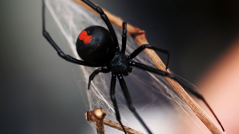 Australian redback spider