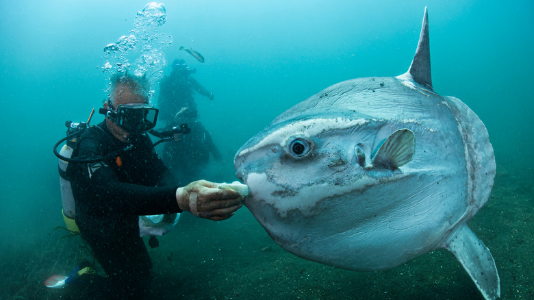 Divers with sunfish under the water