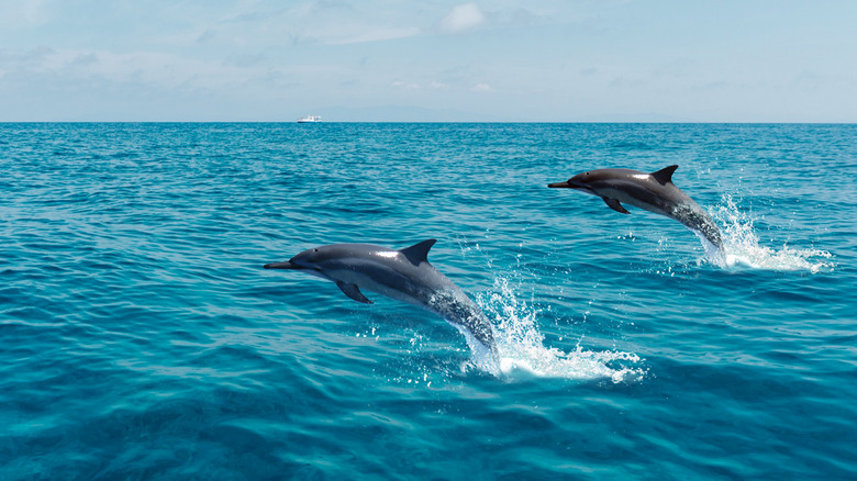 Two dolphins leaping from the water