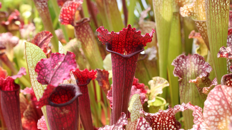 carnivorous pitcher plants