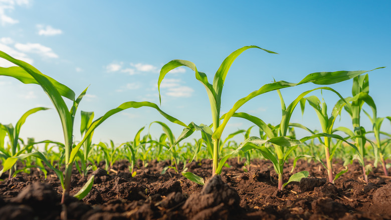 corn seedlings