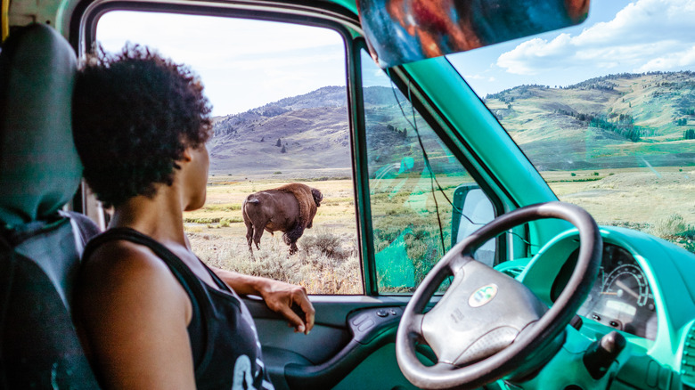 Yellowstone tourist and bison