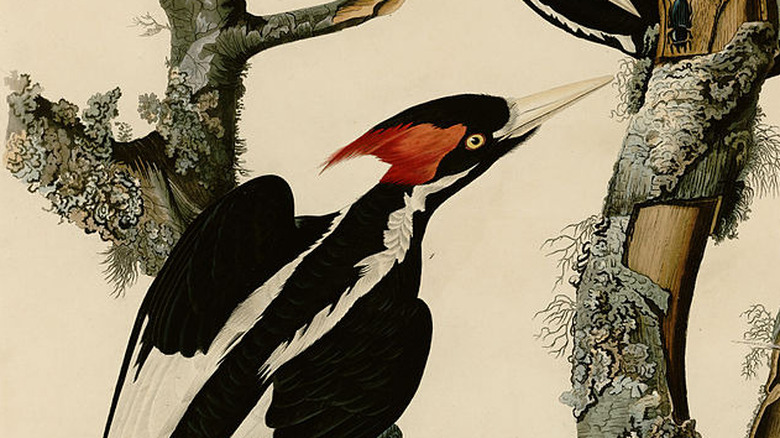 Ivory billed woodpecker