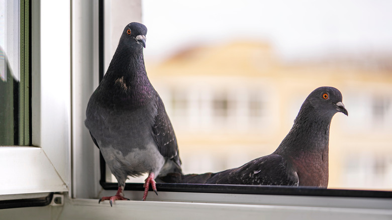 pigeons on a window sill