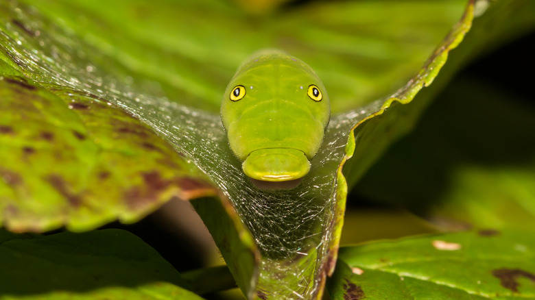 snake mimic caterpillar