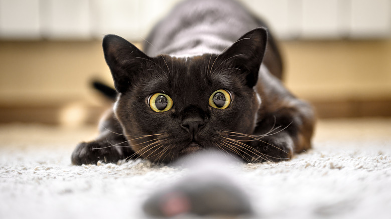 Black cat playing with a toy mouse