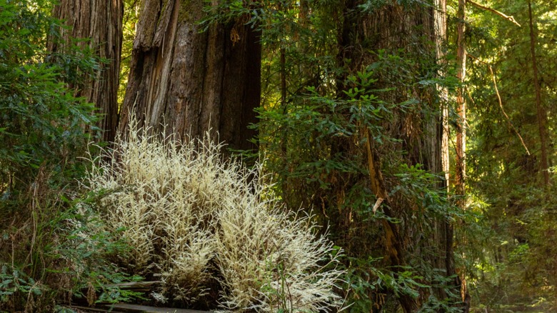 Shrubby albino redwood growing among its huge relatives