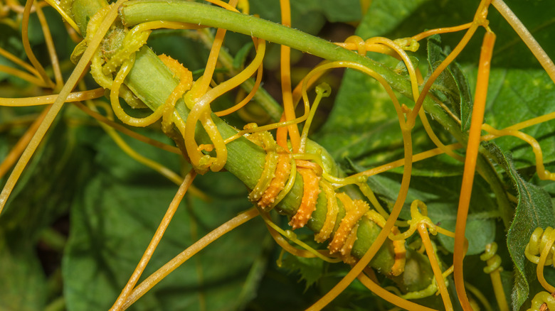 Yellow dodder vines ensnaring a plant stem