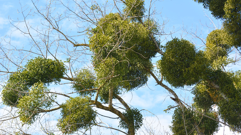 Clusters of mistletoe growing on tree branches