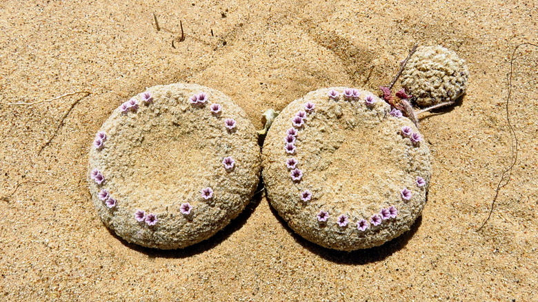 Round pholisma flower heads covered in small violet flowers